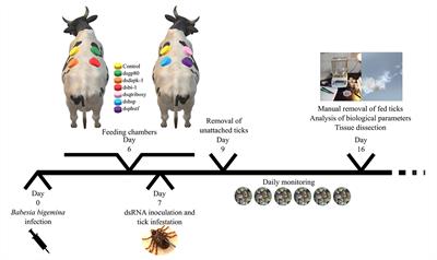 Transcriptome and Proteome Response of Rhipicephalus annulatus Tick Vector to <mark class="highlighted">Babesia bigemina</mark> Infection